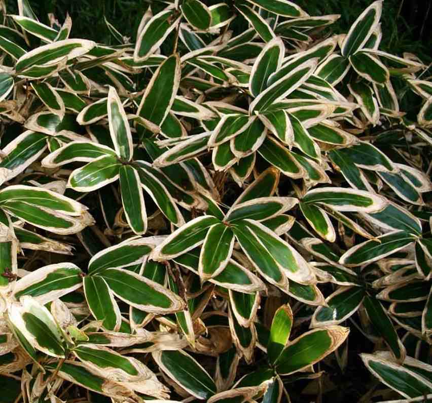 Sasa veitchii taille pot de 2 litres - 5/20 cm