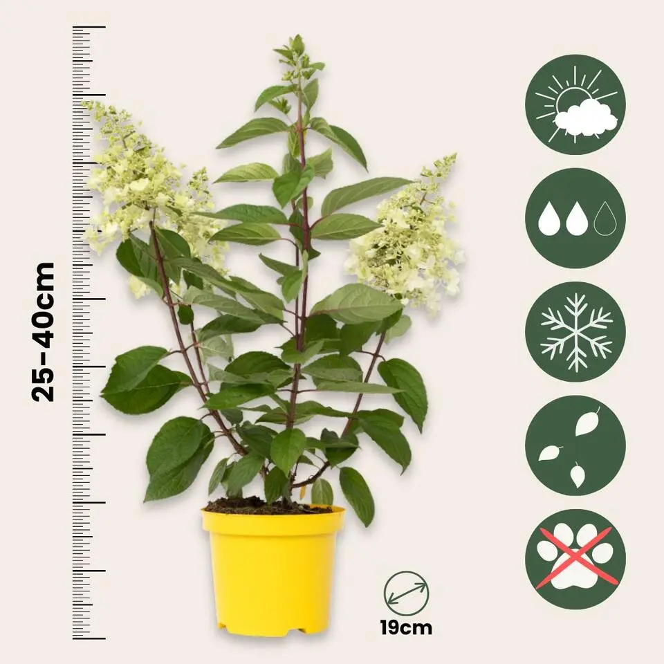 Pluimhortensia - Set van 2 - Hydrangea 'Candlelight' - Hoogte 25-40cm - ⌀19cm