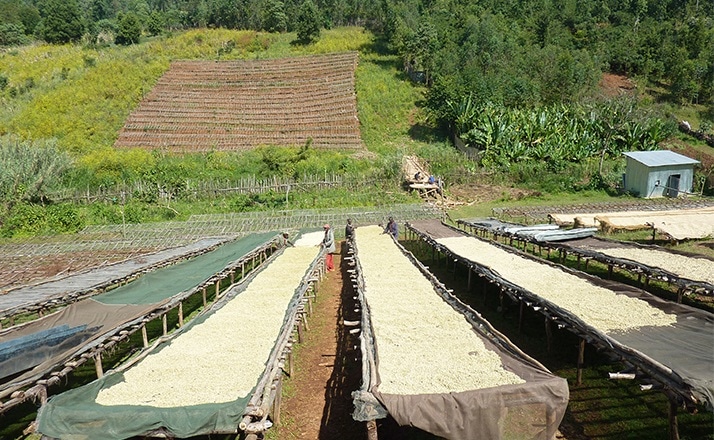 Café en grains : Ethiopie - Moka Sidamo Marabou - 1Kg - Cafés Lugat