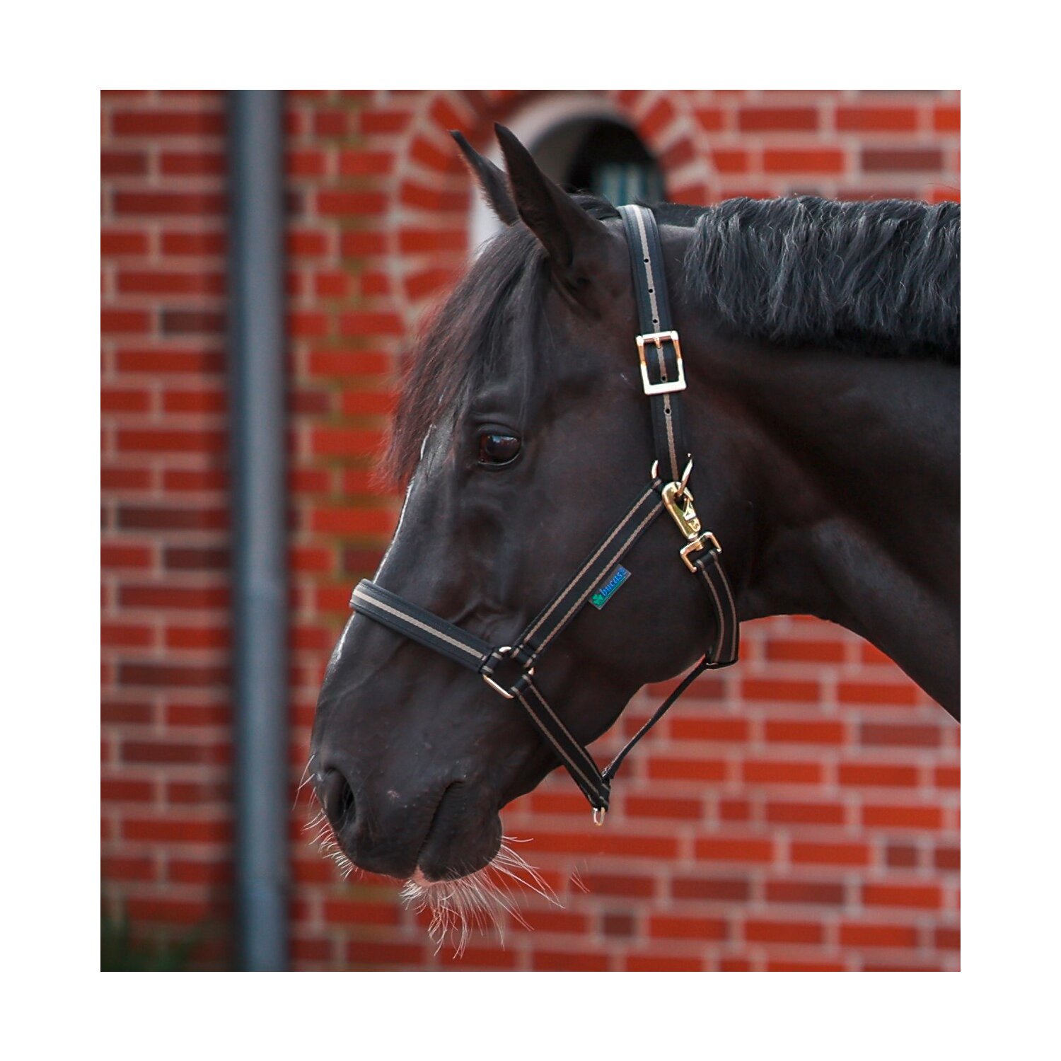 bucas Halfter Dublin  - schwarz/taupe