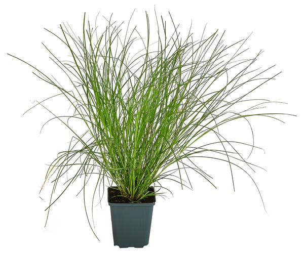 Bio Winkel-Segge