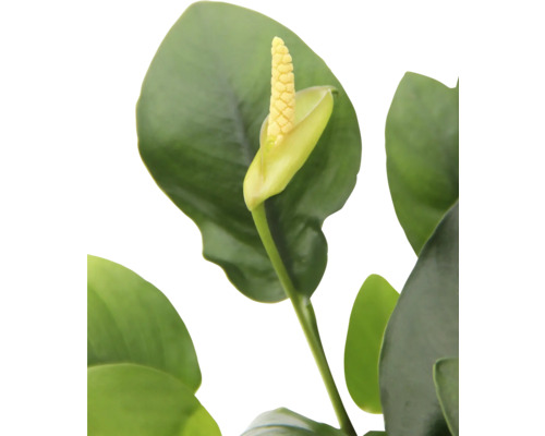 Dwarf spearleaf - Anubias barteri nana In-Vitro
