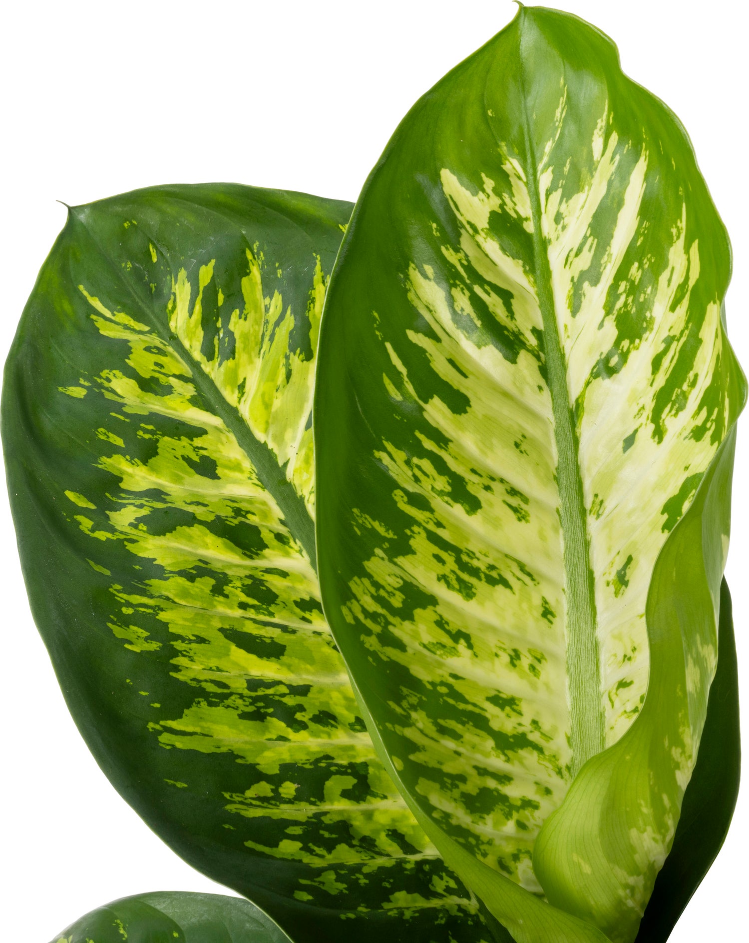Dieffenbachia (Dieffenbachia 'Reeva') D 21 H 75 cm