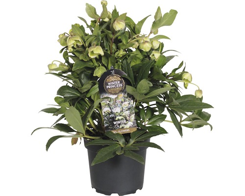 Kerstroos 'Winterbells' FloraSelf Helleborus 'Winterbell' Ø 17 cm pot