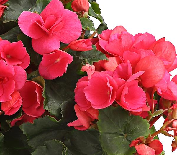 Freiland-Begonie 'Betulia', verschiedene