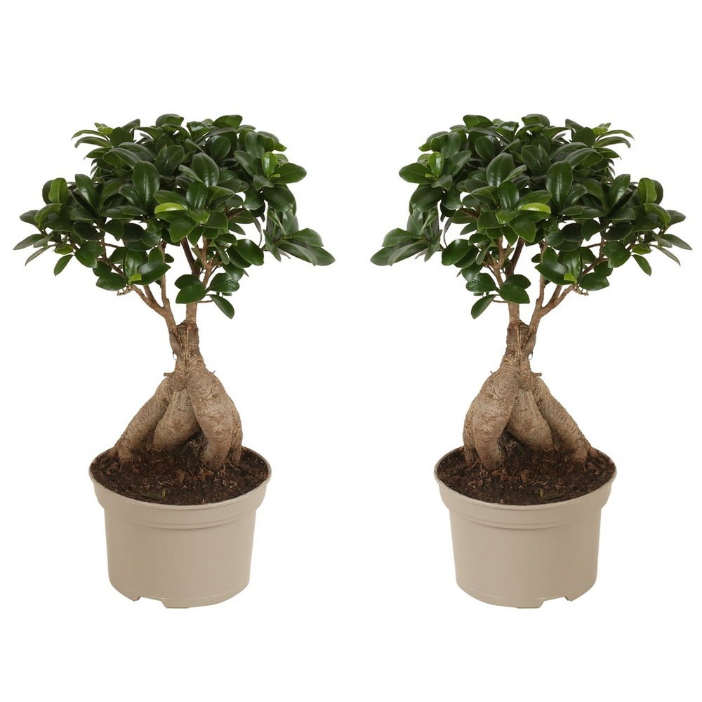 Bonsai ficus ginseng - set de 2 - pot 12cm - hauteur 30-40cm