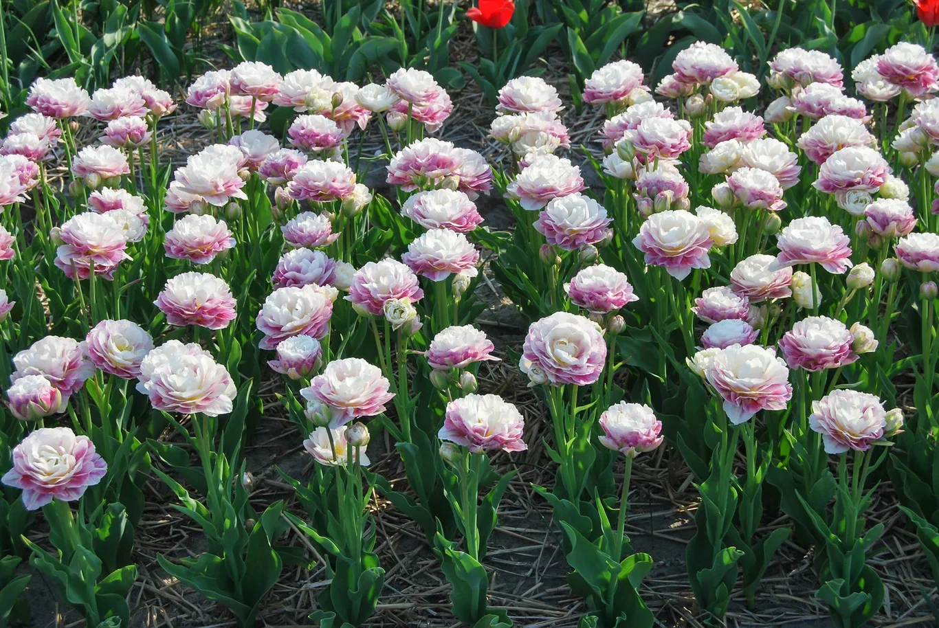 Tulipa gesneriana 'Double Surprise' Tulipan 'Double Surprise'