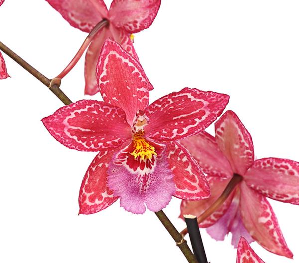 Zahnzungen-Orchidee - Odontoglossum-Hybriden,