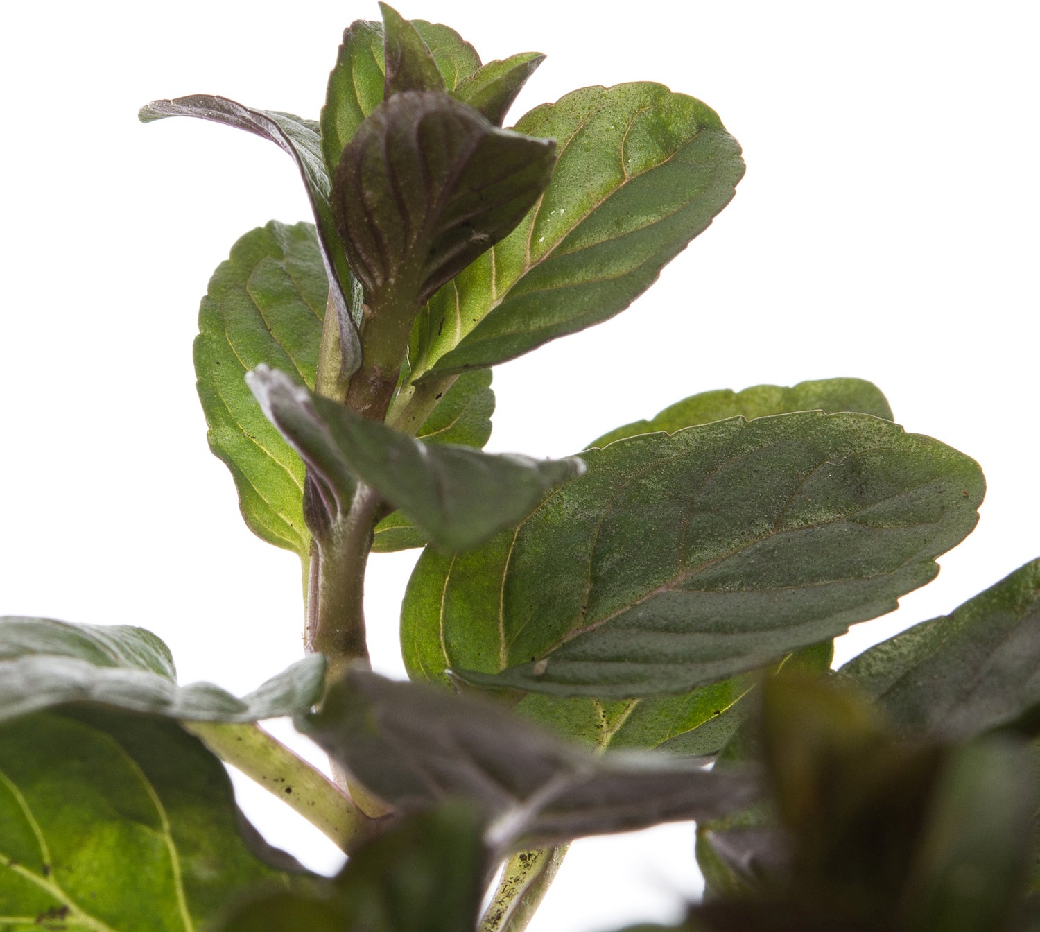 Biologische chocolademunt (Mentha piperata 'Chocolate') D 13 H 10 cm