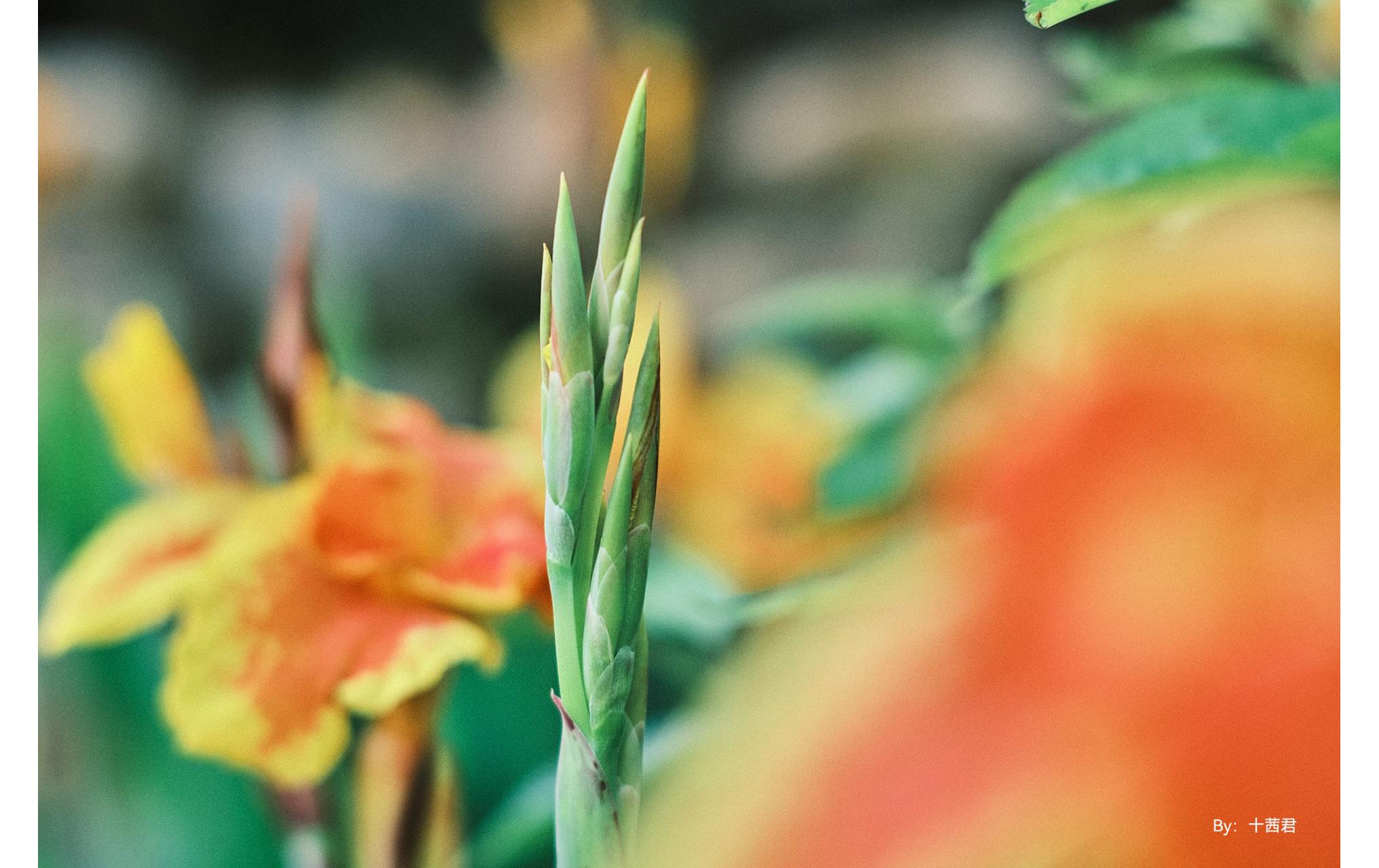 Festbrennweite APS-C 50mm F0.95 – Sony E-Mount<br>Festbrennweite mit traumhaftem Bokeh