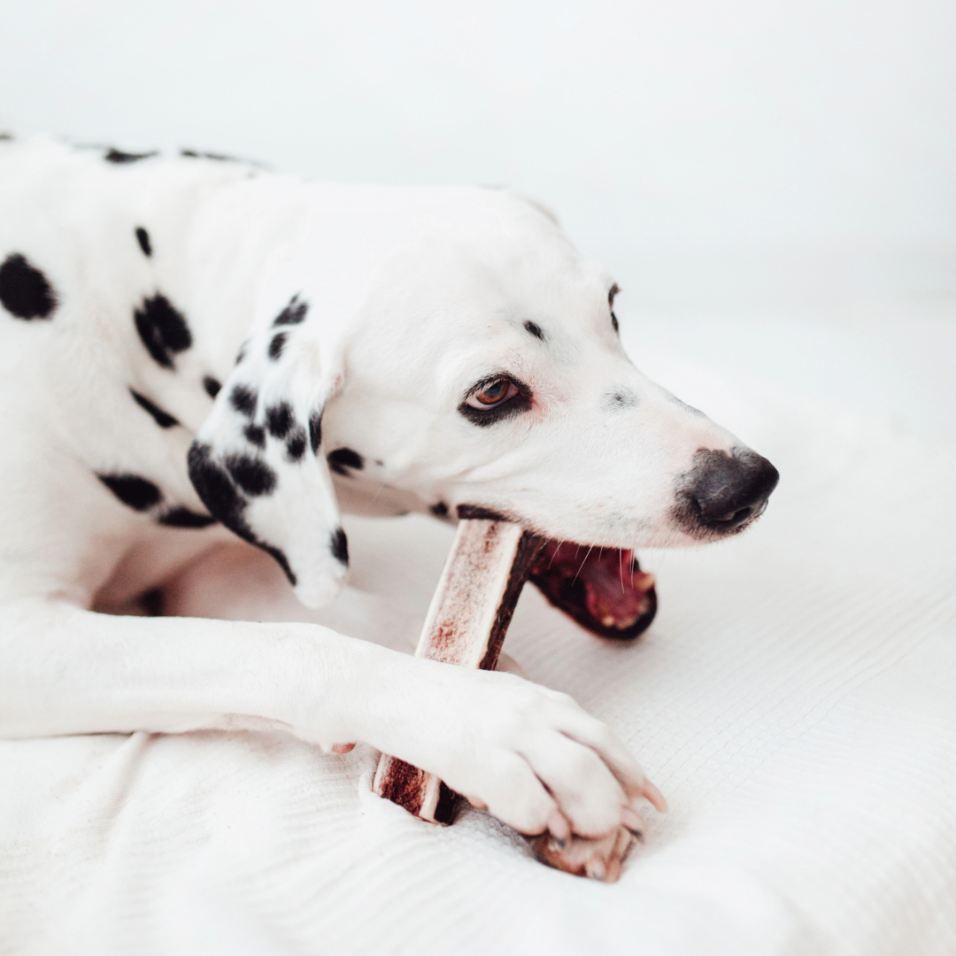 BIMORDISCOs Mordidas de Chifre de Veado para Cães, Pacote com 2 x Tamanho Grande