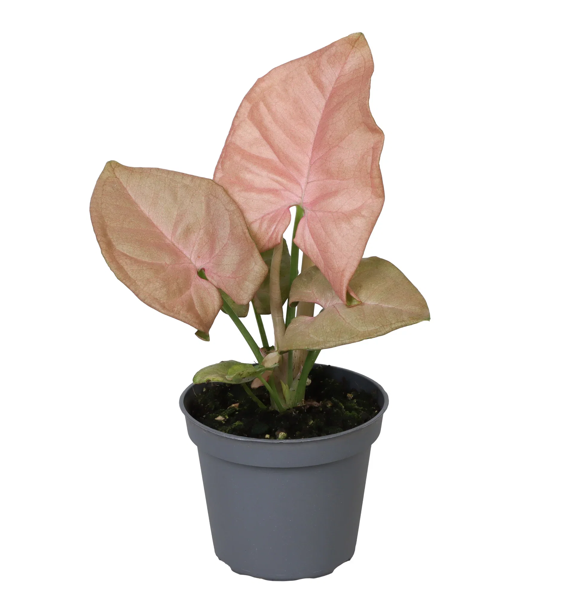 Syngonium Syngonium mini mix Høyde 10 cm