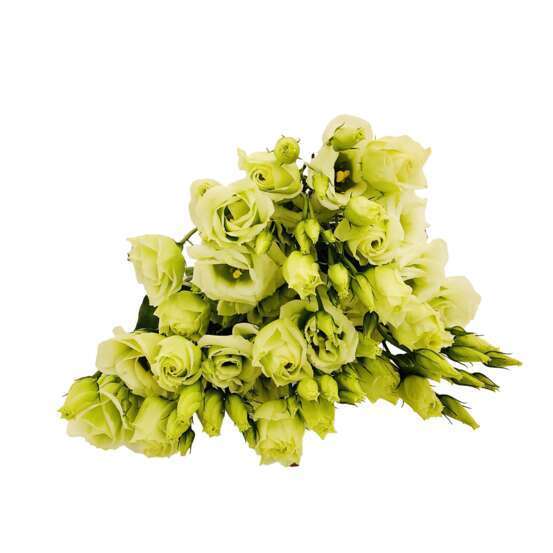 Botte de Lysianthus - 5 tiges : coloris variables