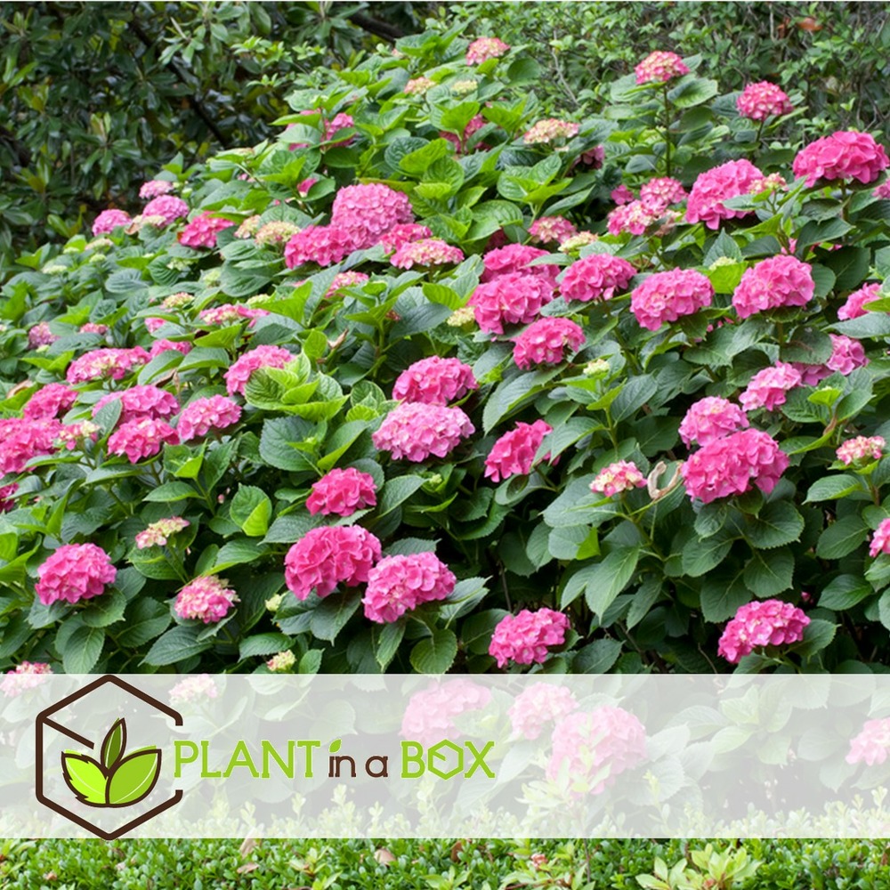 Hydrangea macrophylla - rose - set de 6 - hortensia - pot 9cm - hauteur 25-40cm
