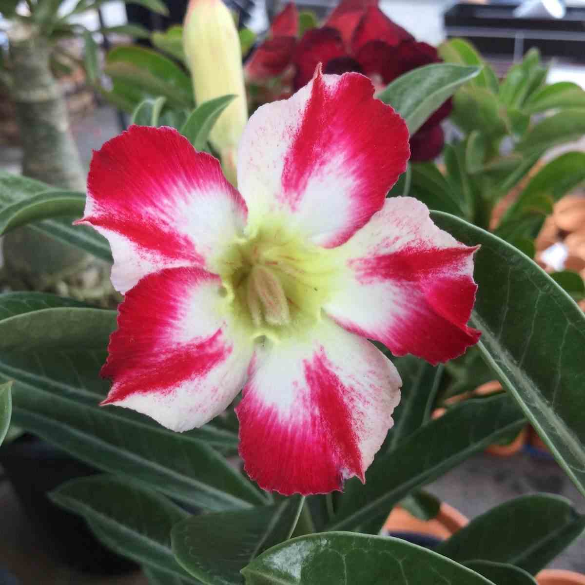Adenium obesum cv.thep-pra-tan rouge - taille caudex d'environ 150g