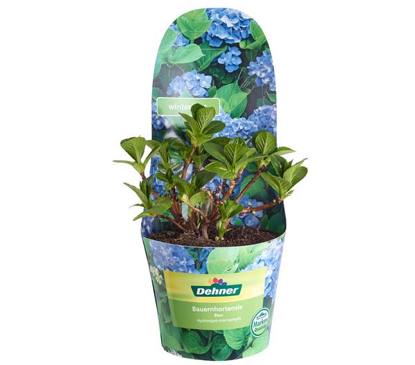 Bauern-Hortensie, ca. 15-25 cm