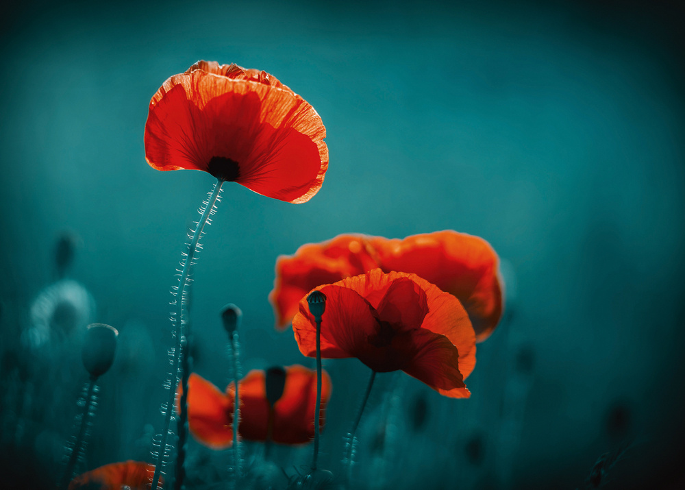 Akustikbild MOHNBLUMEN 5 80x120cm, 7kg