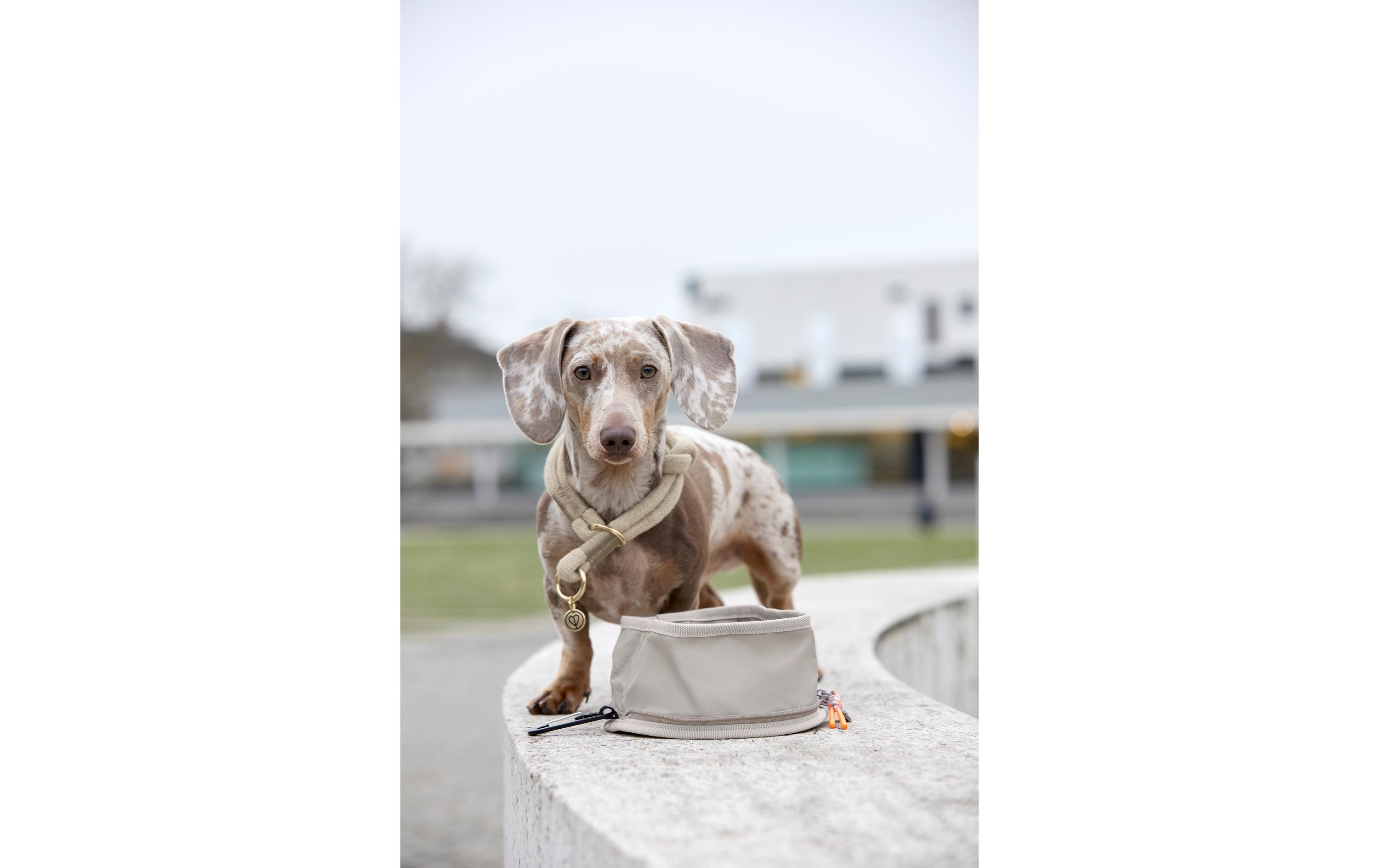 Reisenapf Dog Bowl To Go Tura AnthrazitHundenapf für unterwegs
