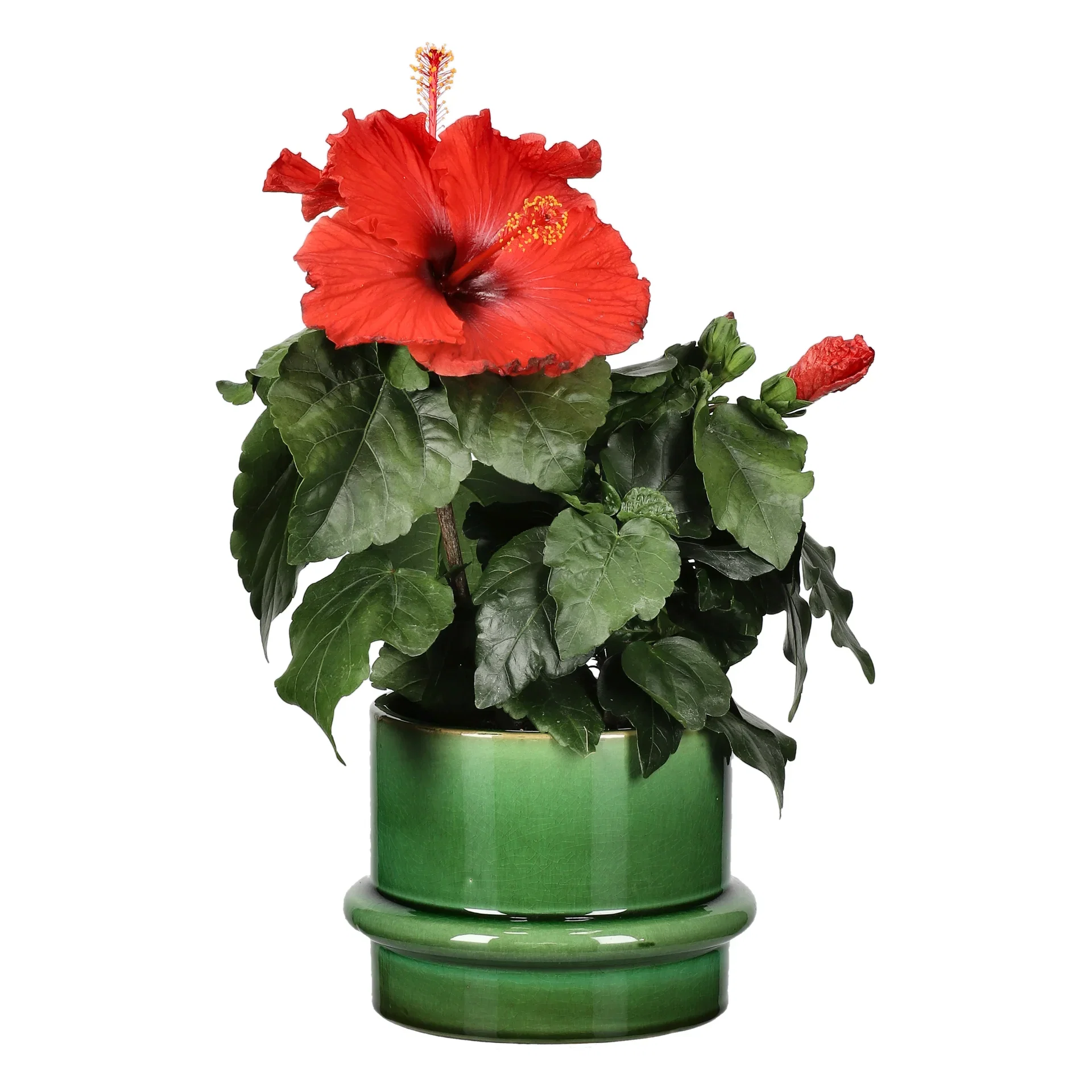 Hibiscus Hawaiirose Høyde 25 cm