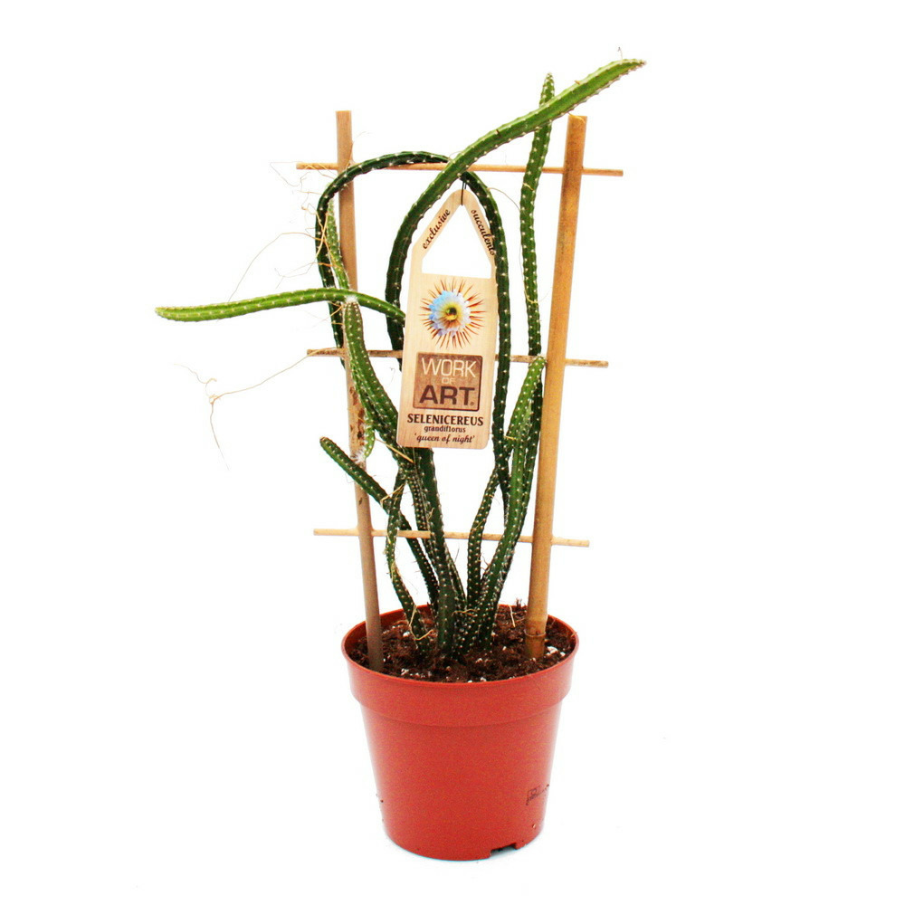 Reine de la nuit - selenicereus grandiflorus - pot 12cm