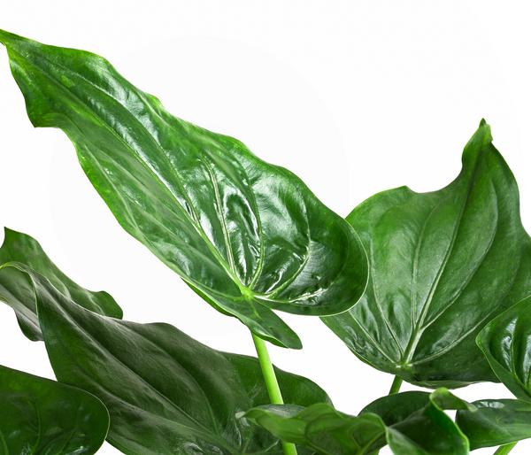 Pfeilblatt - Alocasia cucullata