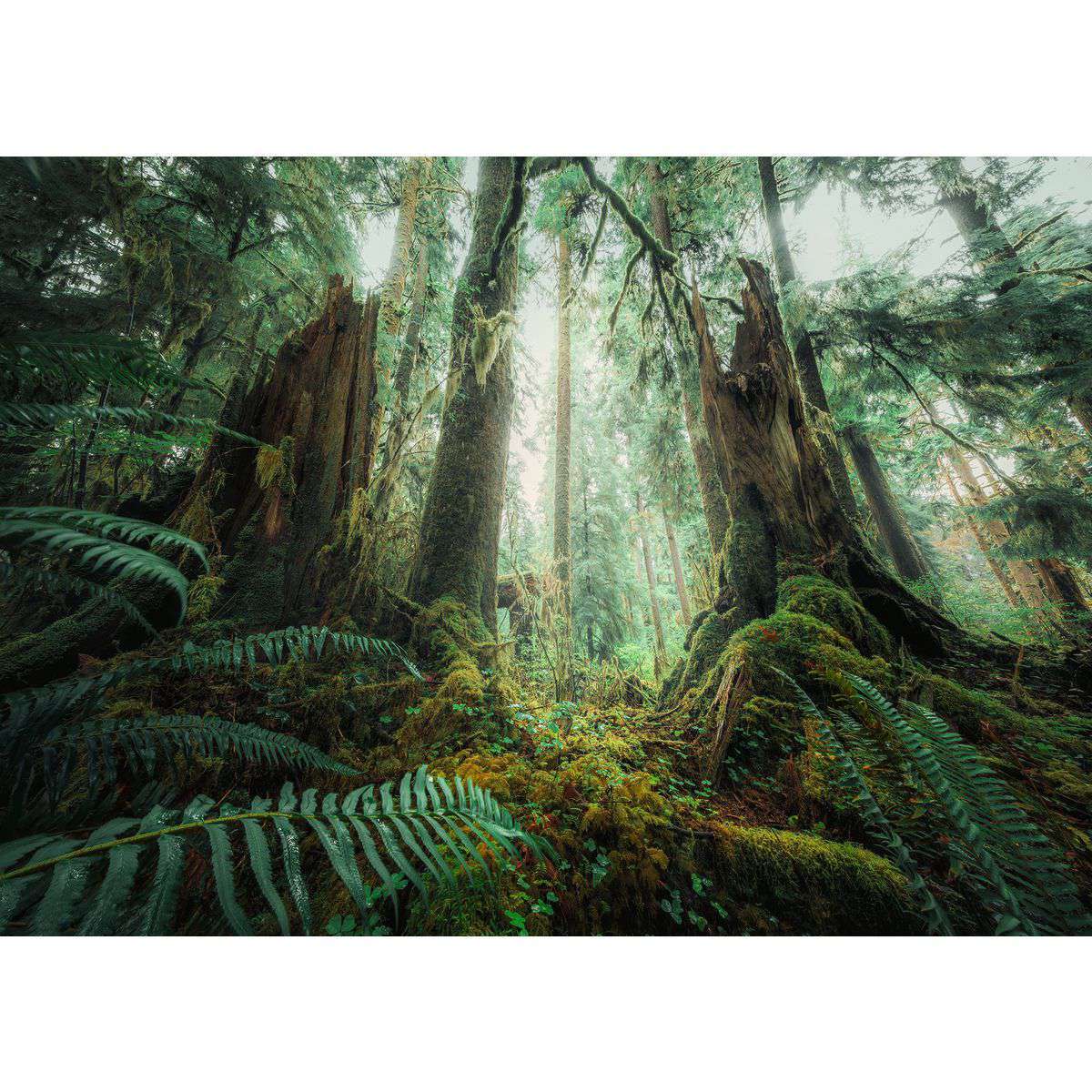 Ravensburger Spiel Faszinierender Wald