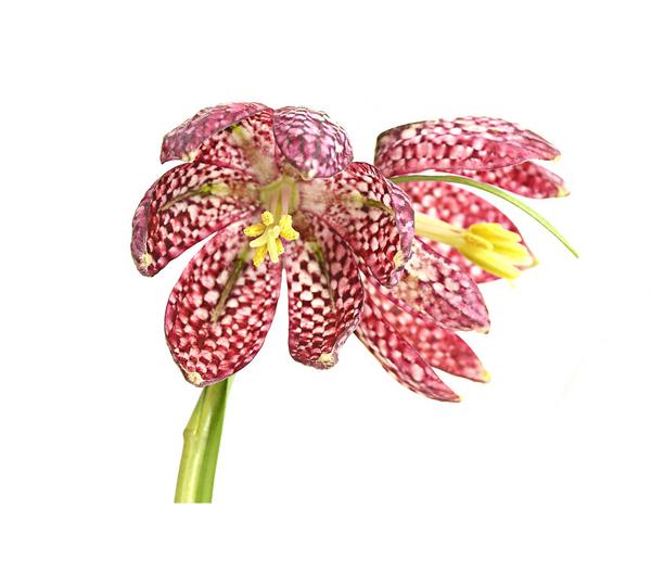 Schachbrettblume - Kibitzei
