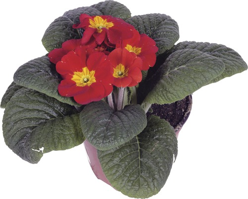 Kussensleutelbloem FloraSelf Primula acaulis Ø 11 cm pot willekeurige variëteitselectie