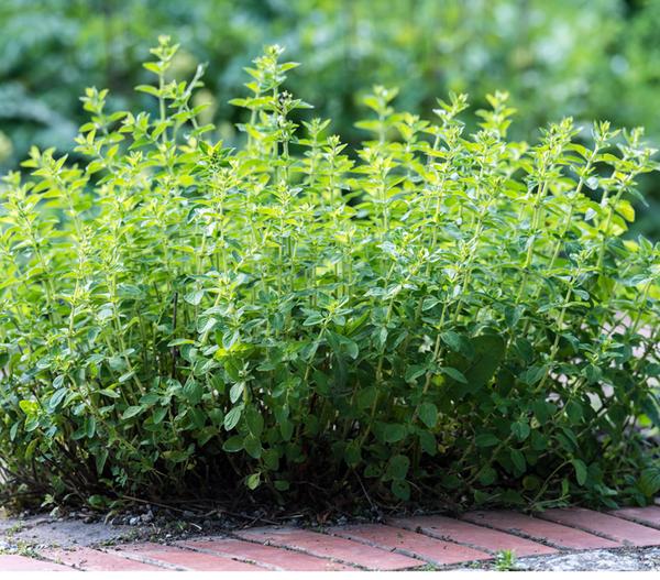 Pizza-Oregano
