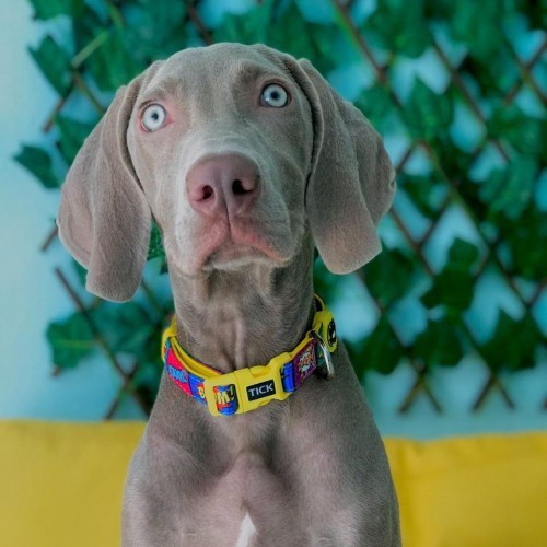 Coleira cômica para cães, amarela
