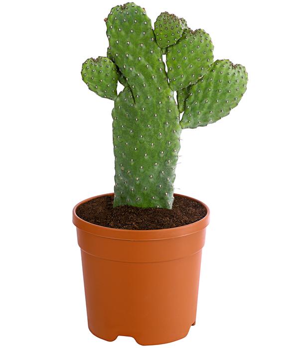 Feigenkaktus - Opuntia consolea