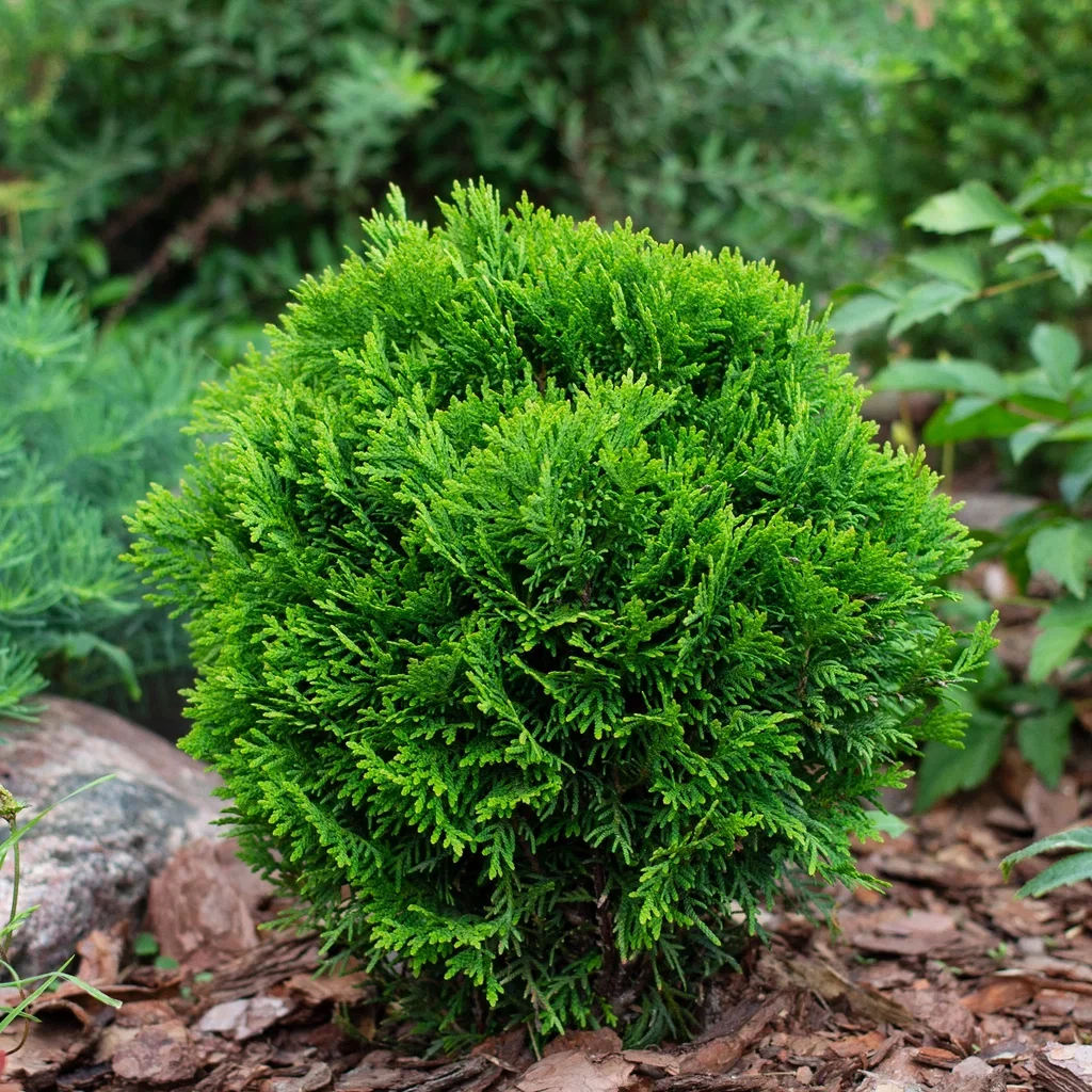 Thuja occidentalis 'Danica' Tuja 'Danica' Ø26 cm