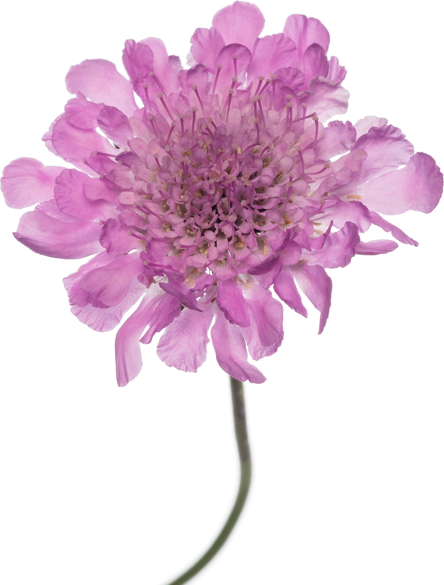 Duifkruid (Scabiosa columbaria 'Pink Mist') D 11 H 10 cm