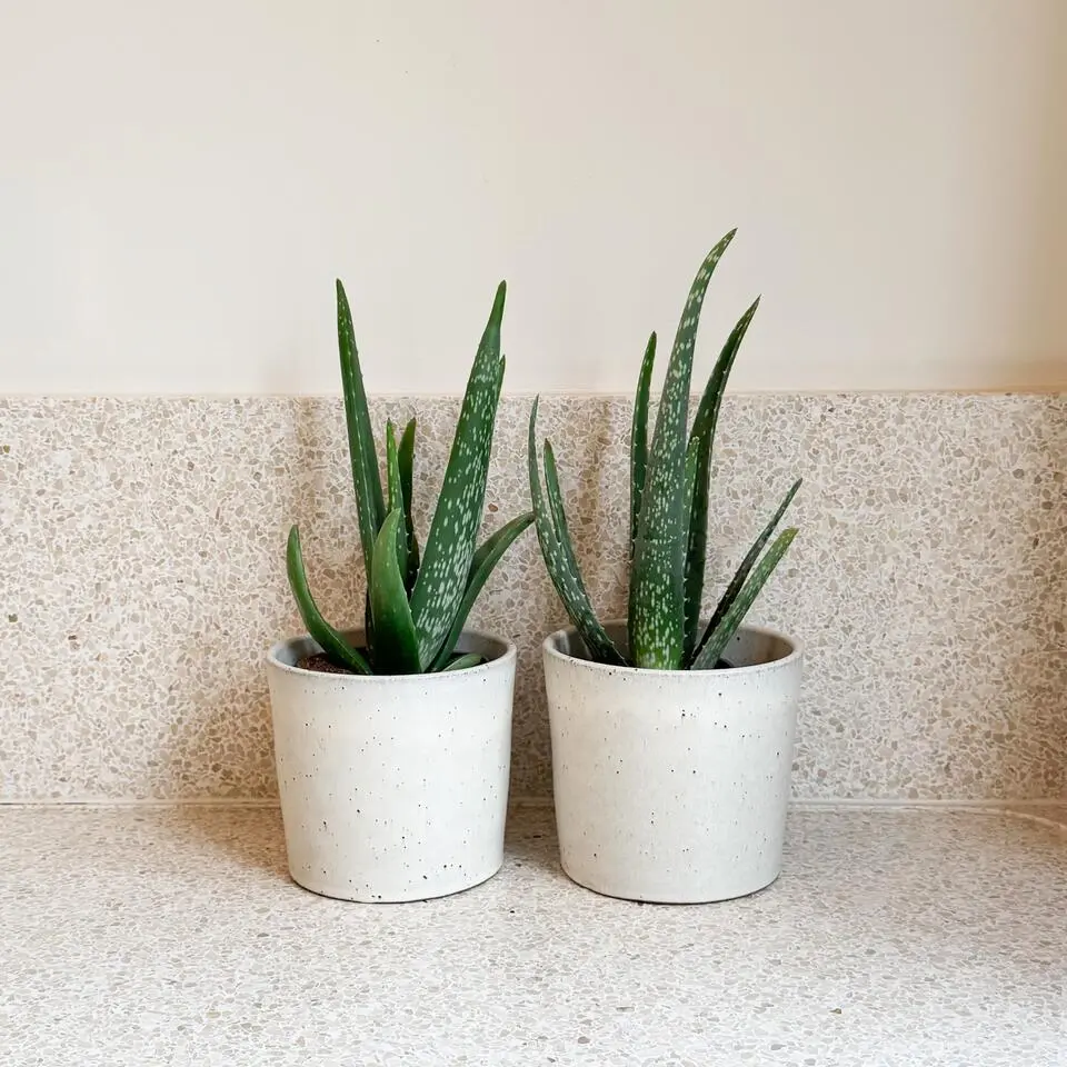 Aloë vera - Set van 2 - Aloe barbadensis - Hoogte 25-40cm - ⌀10,5cm