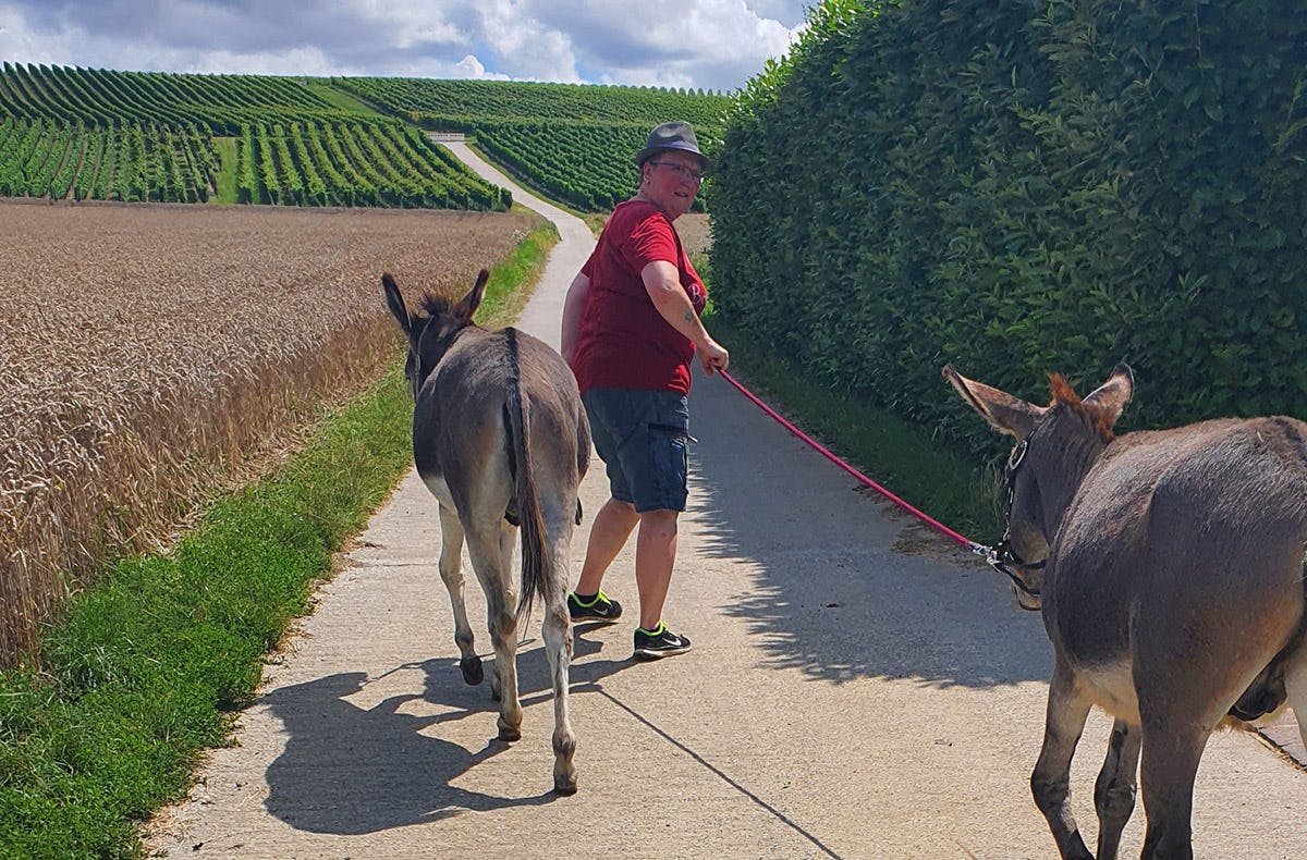 Lama-& Esel-Trekking-Tour für 2 Stadecken-Elsheim