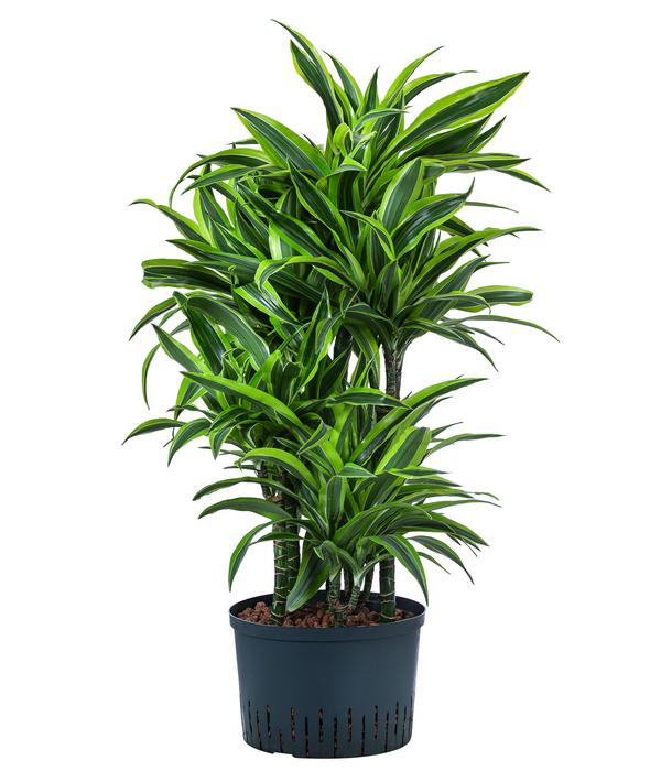 Drachenbaum - Dracaena 'Lemon Lime',
