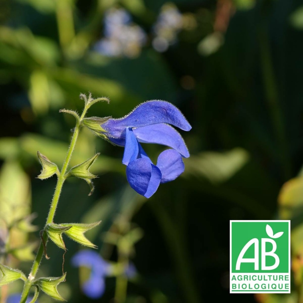 Sauge germandrée bio/salvia chamaedryoides[-]lot de 3 godets