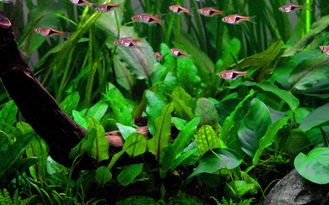 Waterplant Cryptocoryne Wendtii Green