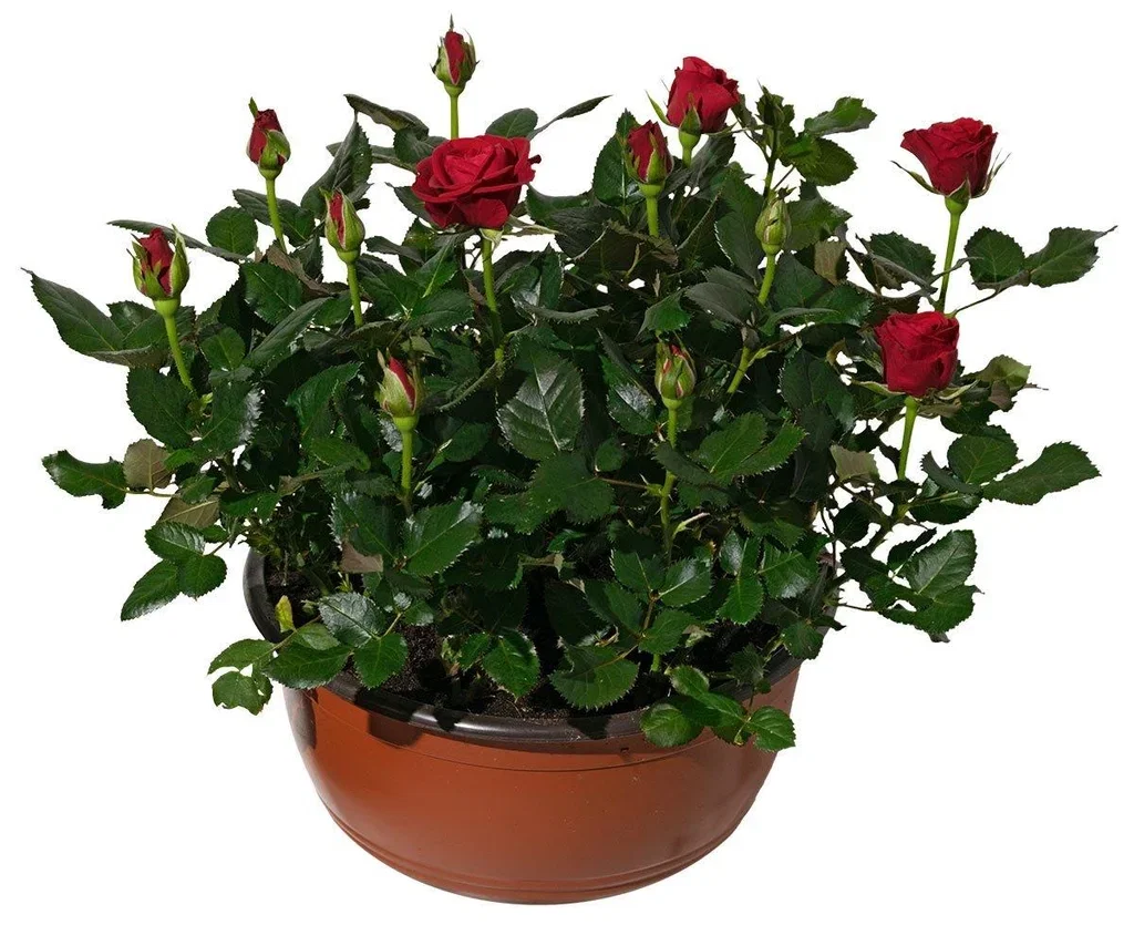 Rosa Potterose i skål Høyde 32 cm