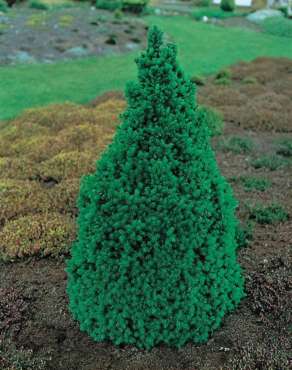 Picea glauca 'Conica' Hvitgran 'Conica' Høyde 40-50 cm