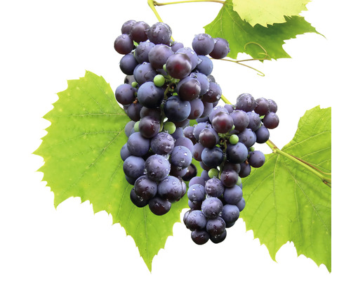 Biologische tafeldruiven pitloos FloraSelf Bio Vitis vinifera 'Venus' H 60-100 cm Co 3 L