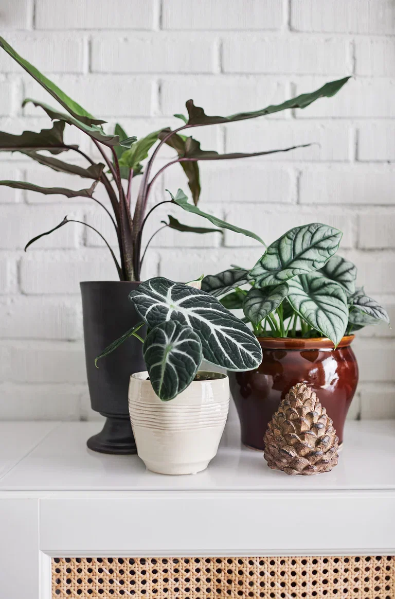 Alocasia 'Black Velvet' Alocasia 'Black Velvet' Høyde 25 cm