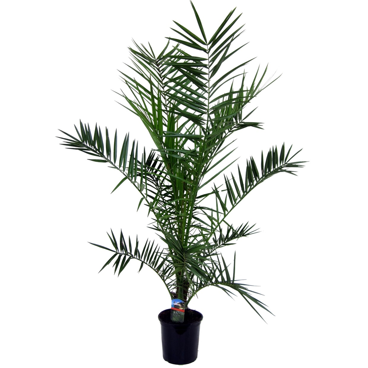 Phoenix canariensis - palmier dattier - pot 19cm - hauteur 80-100cm
