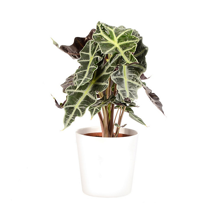 Alocasia polly 17cm avec cache pot blanc