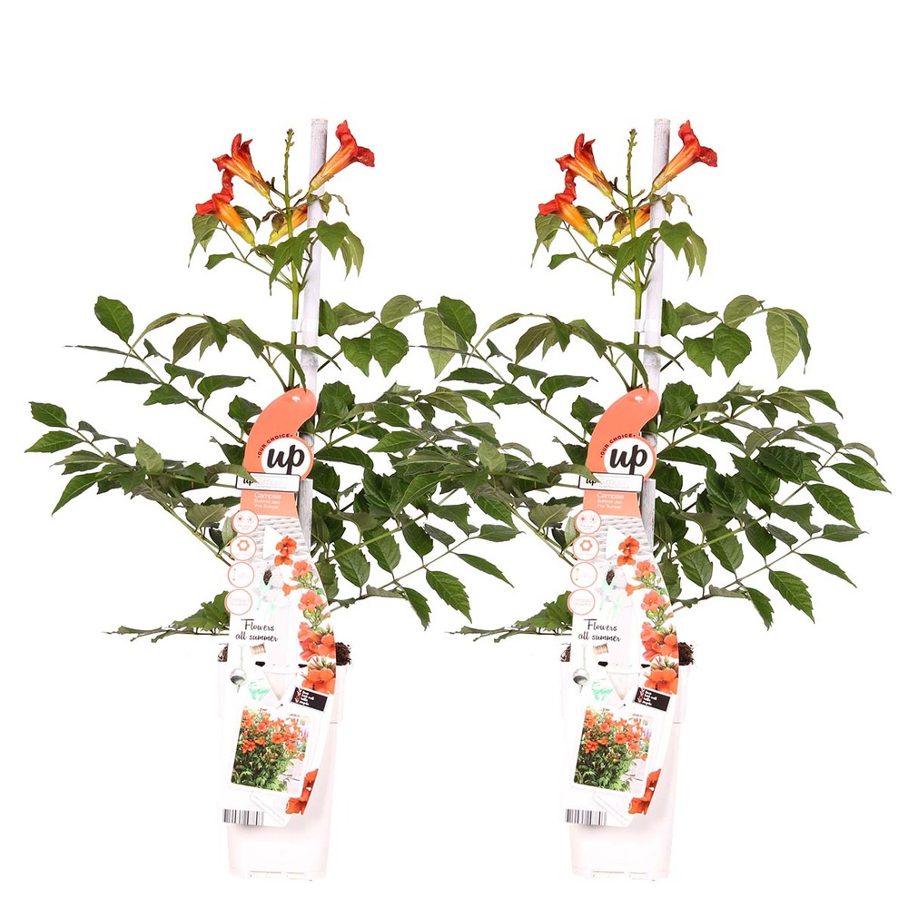 2x campsis fire trumpet – trompette fleur – creeper – hardy - ⌀15 cm - ↕60-70 cm
