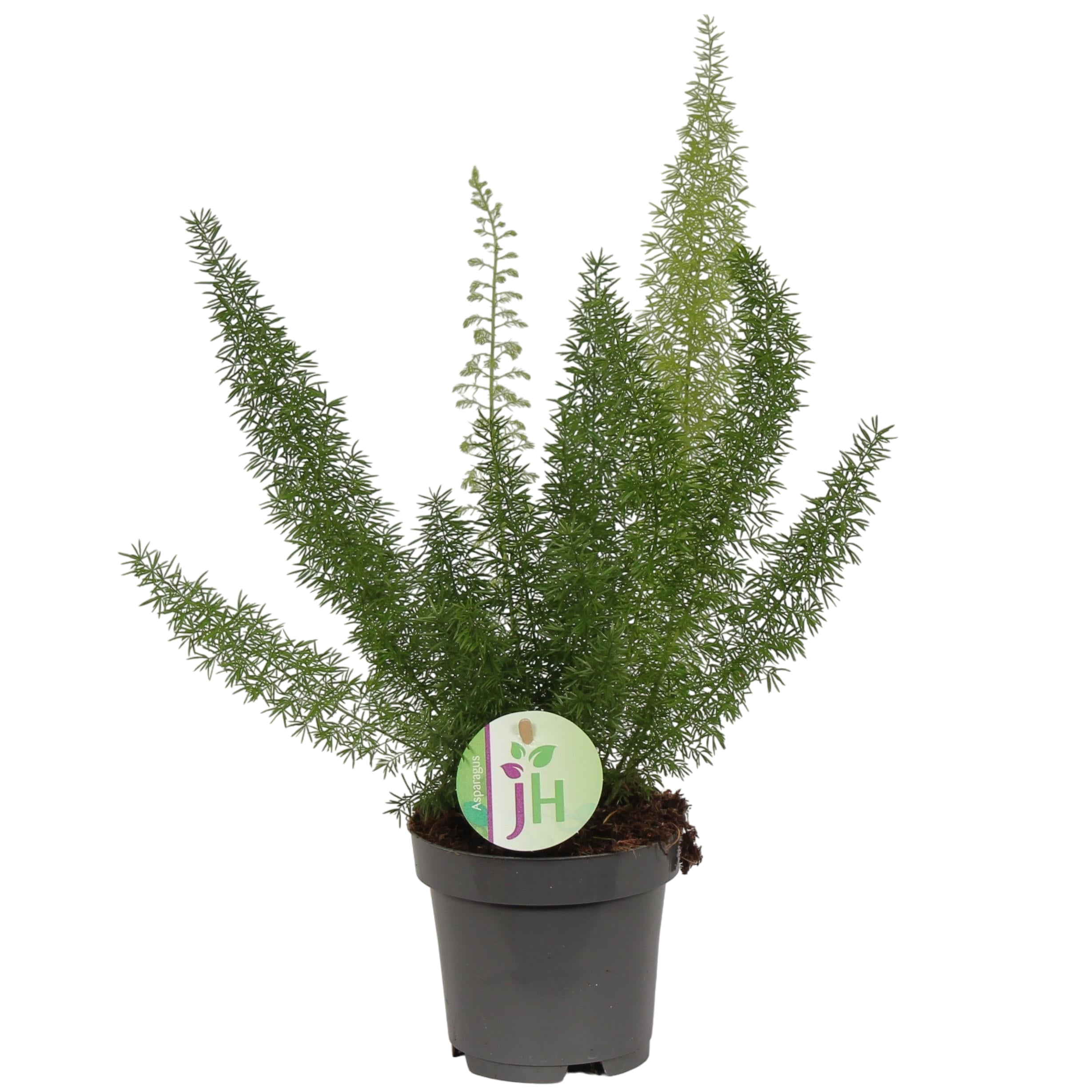 Plante d'intérieur - asparagus 'meyeri' 35.0cm