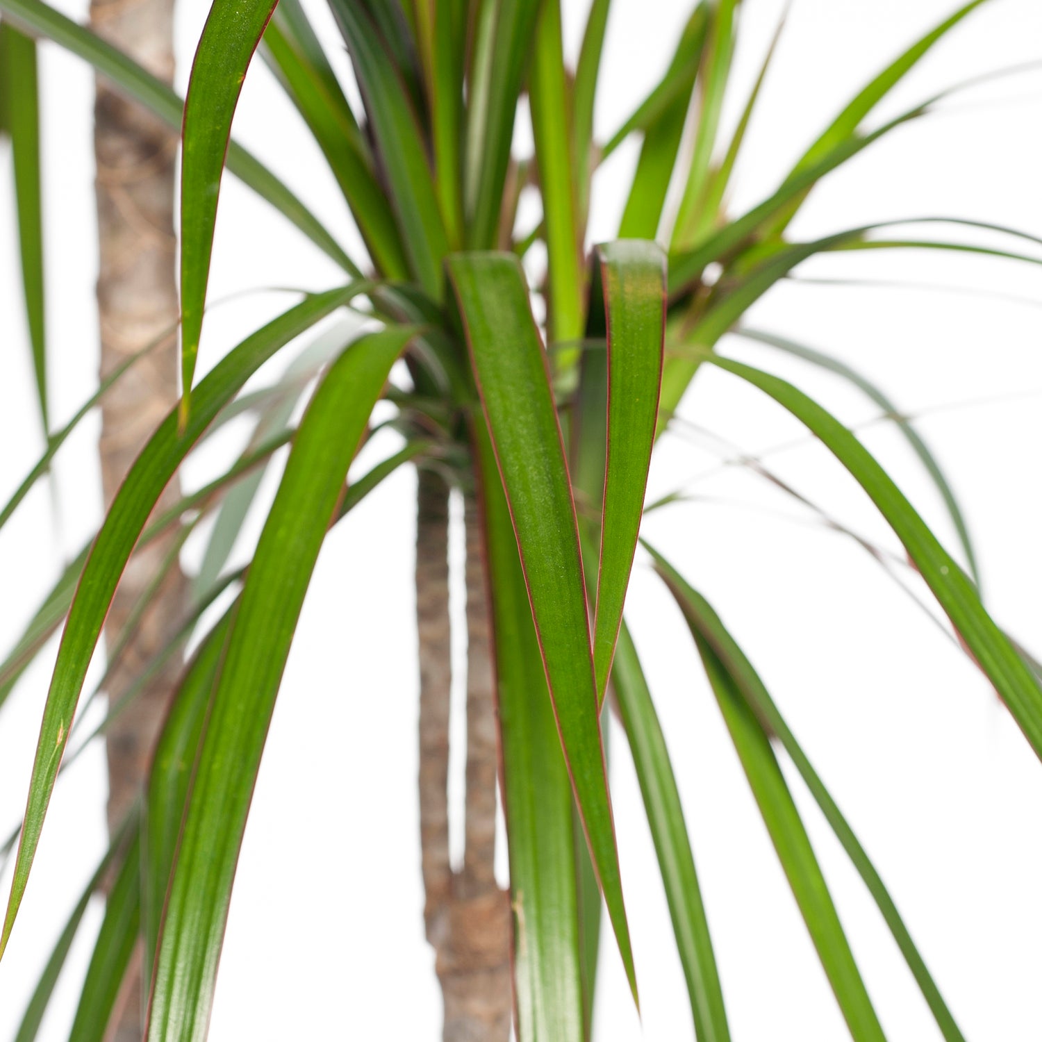 Drakenbloedboom (Dracaena marginata) D 27 H 170 cm