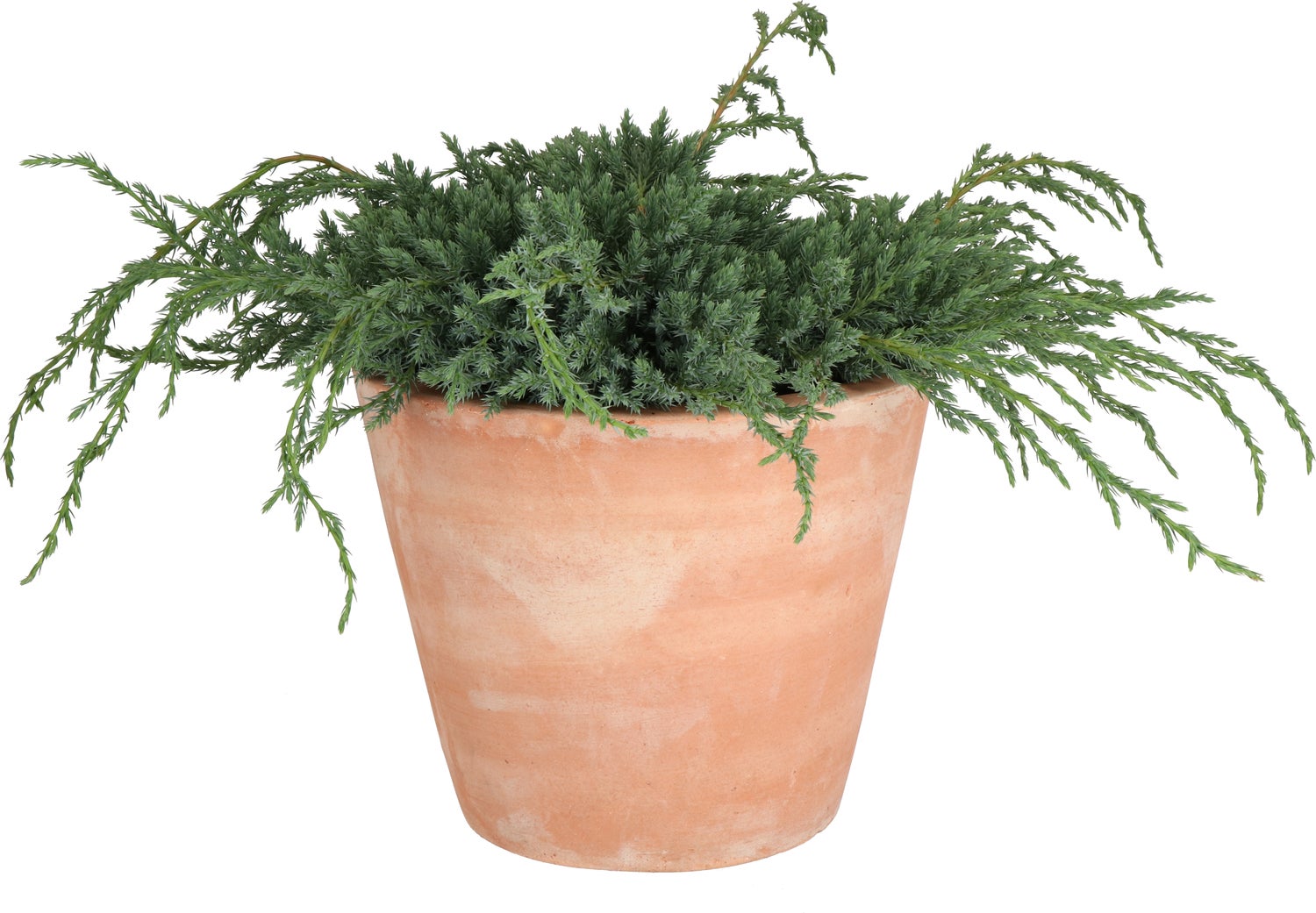 Jeneverbes (Juniperus squamata 'Blue Carpet') D 23 H 35 cm