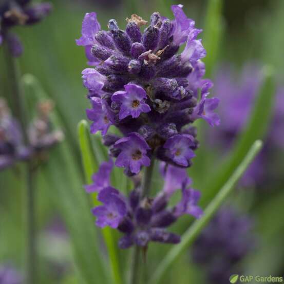 Lavande Aromatica Blue
