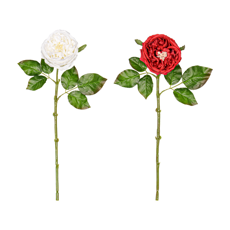 Rose ouverte